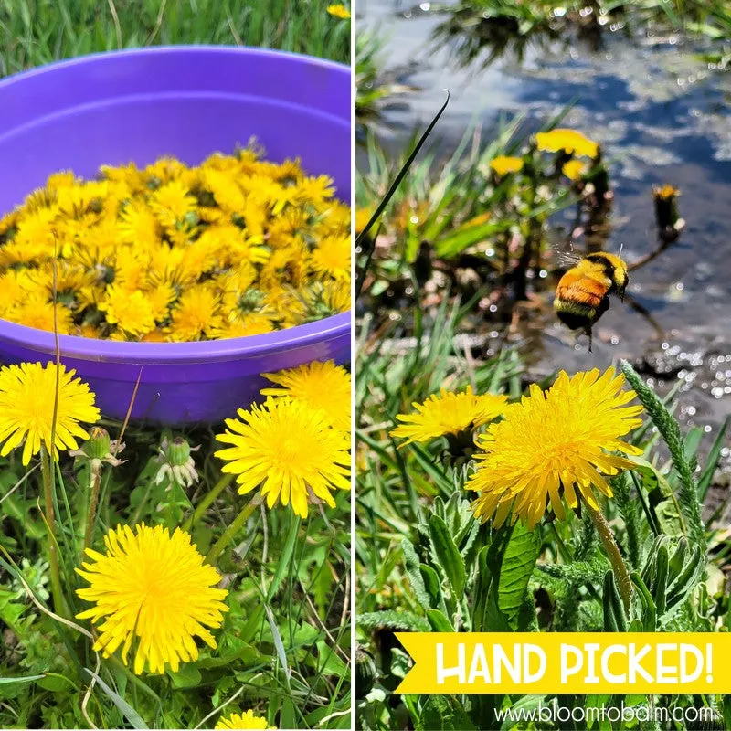 DANDELION Lip Balm {TRIO}