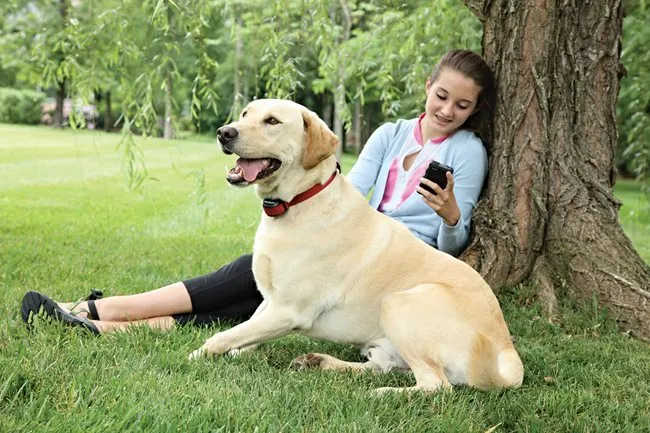 STAY & PLAY® Wireless Fence Stubborn Dog Add-A-Dog® Extra Receiver Collar